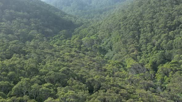 Flyover of the Australian Forests on the South Coast