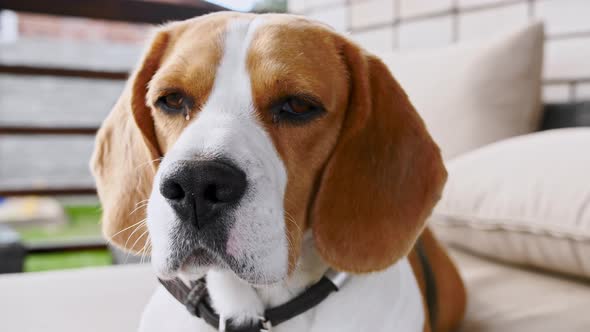 Dog Beagle Lies on the Couch Outdoors