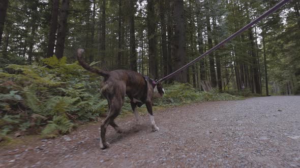 Cute Dog Boxer Playing on Rocky Beach in Canadian Nature