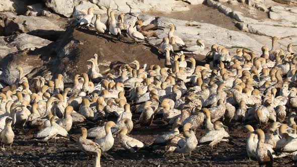 Colony Of Breeding Cape Gannets - South Africa