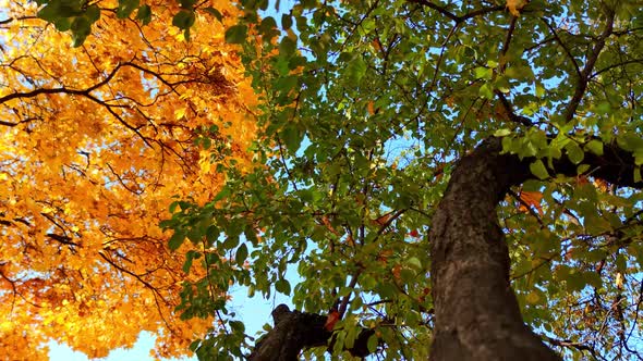 Early Autumn in the Forest