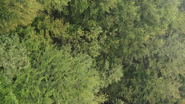 Vertical Video Aerial View of Trees in the Forest