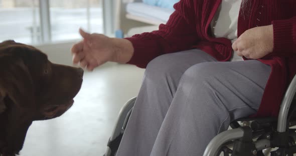 Close Up of Aged Hospital Patient in Wheelchair and Labrador