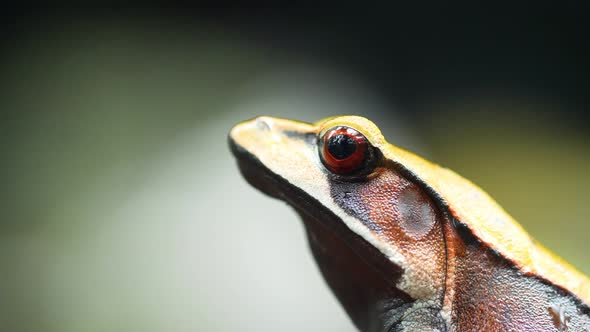 Bicolored frog from the Western Ghats of India in the semi ever green forests during the monsoon sea