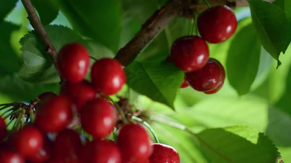 Summer Cherry Berry Branch Ripening Tree Closeup