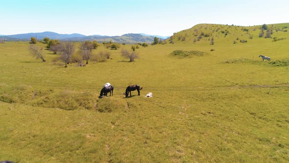 Flight Over Wild Horses Herd on Mountain Meadow. Summer Mountains Wild Nature. Freedom Ecology