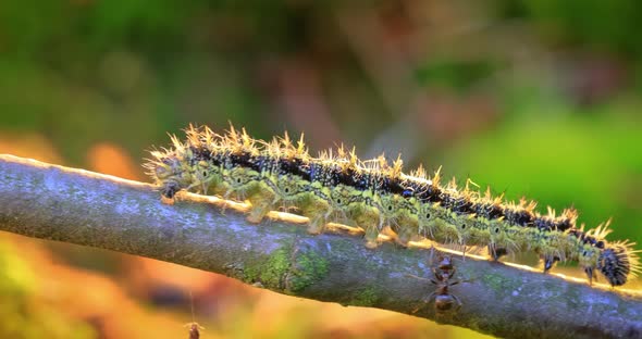 Small Tortoiseshell Aglais Urticae Caterpillar