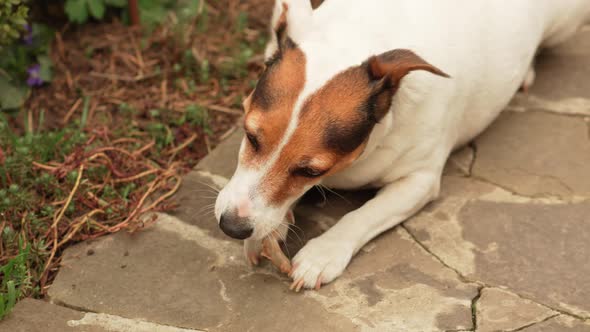 Jack Russell Terrier Dog Gnaws on the Bone on a Path in the Garden