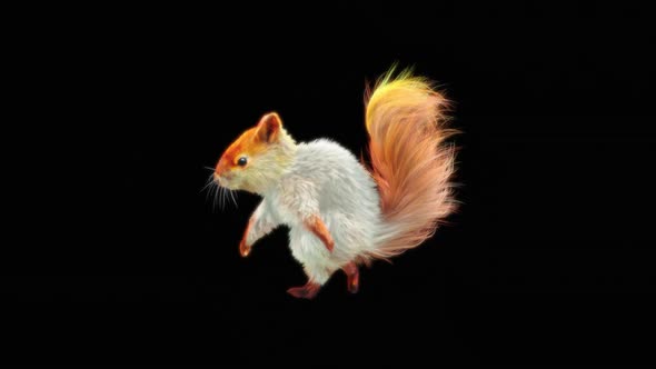 66 White Squirrel Dancing HD