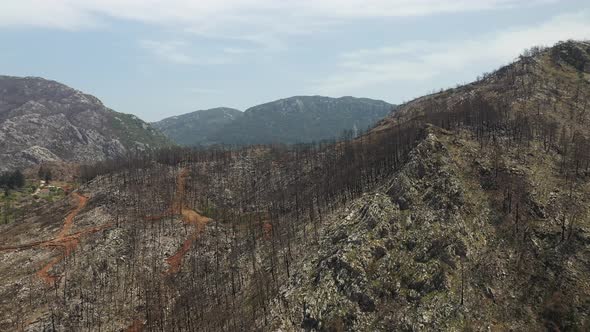 Big forest fire in the nature.