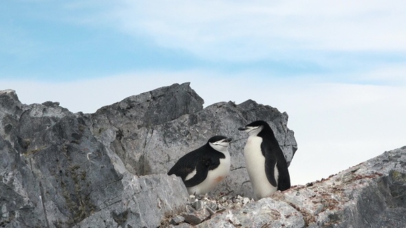 Antarctica. There are a lot of penguins resting on the rocks at Hope Bay. Antarctic Peninsula.