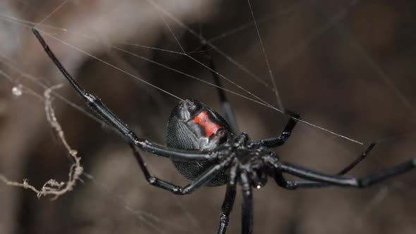 Black Widow Spider walking on web