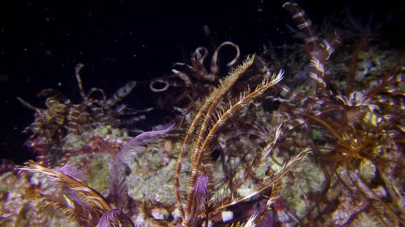 Colorful Garden Feather Star