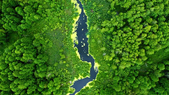 Top view of green swamp and blue river in spring