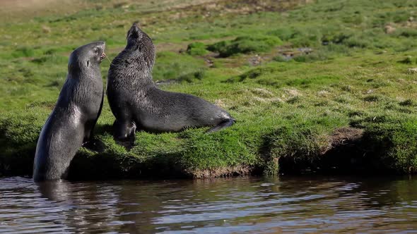 Fur Seal on South Georgia Isaland
