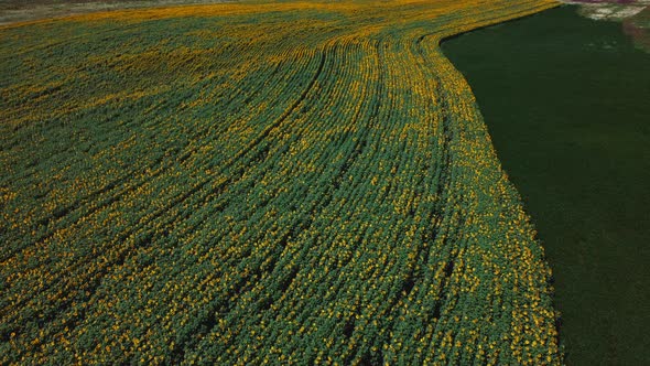Aerial Drone View Flight Over Sunflower Field on Sunny Summer Day