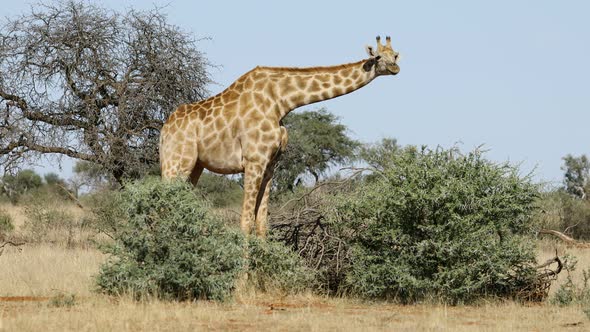 Giraffe Feeding On A Tree 