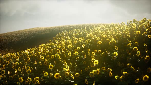 Beautiful Sunflowers and Clouds in a Texas Sunset