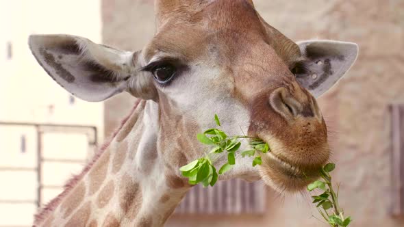 Closeup Portrait of Chewing Giraffe Eating Greenery in Zoo