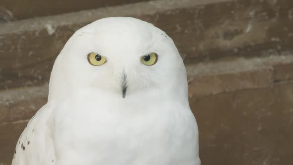 ZOOM OUT, A Snowy owl in captivity, looking into the camera