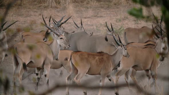 kudu deer in africa