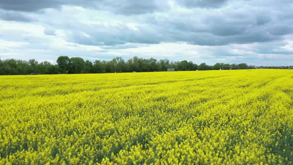 Yellow Rapeseed Field Panorama Near the Highway with Cloudy Sky Aerial View