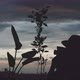 Silhouette of a man taking pictures of plants - VideoHive Item for Sale