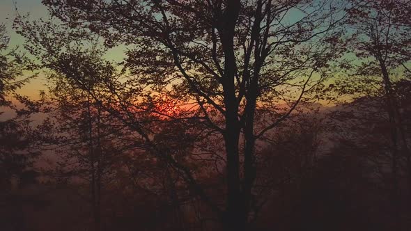 Setting Sun Filtered By Plants In A Forest