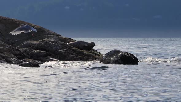 Ocean Inlet - Seal and Gull - Fishing Boat