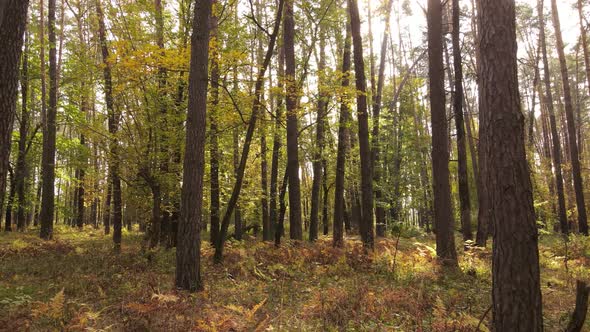 Autumn Forest Landscape with Trees By Day