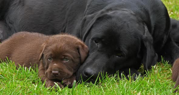 Black Labrador Retriever Bitch and Brown Puppies on the Lawn, Sleeping, Normandy, 4K Slow Motion