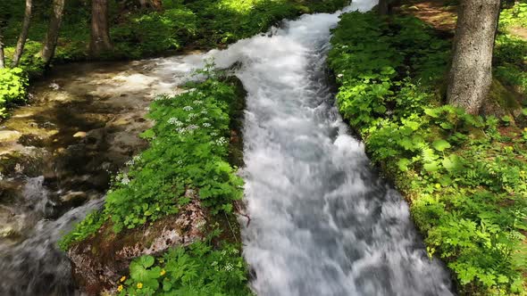 Stream in the forest