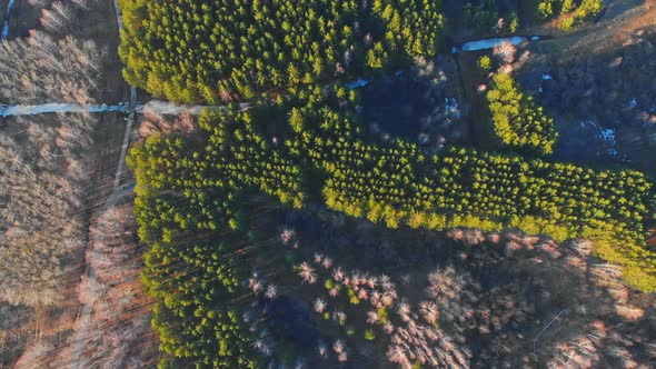 The Drone Takes Off in a Spiral Over a Coniferous Park with Paths