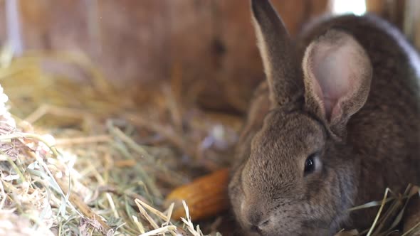 Big Gray Rabbit in Cage Slow Motion