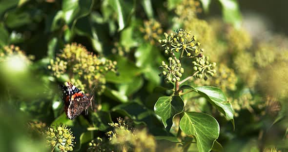Red admiral, vanessa atalanta, Butterfly in flight, Taking off from Ivy, Hedera helix
