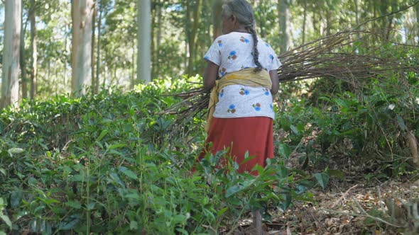 Woman in Traditional Clothes Walks Between Trees Slow