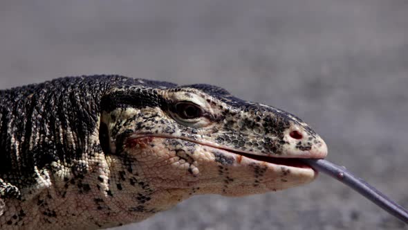 Asian water monitor closing eye slow motion