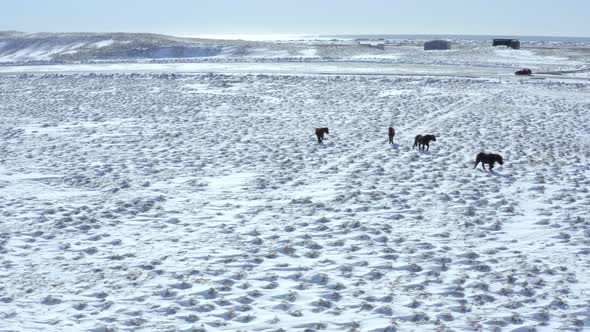 A Pack of Wild Icelandic Horses in Snowy Conditions