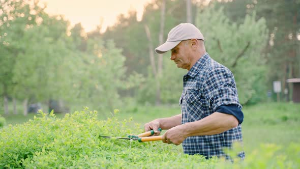 Male Gardener Pruning Decorative Bushes with Trimming Shears in Private Yard