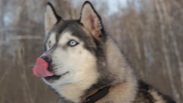 Portrait of Alaskan Malamute Sledge Dog in Winter