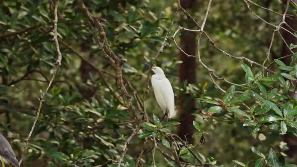 Costa Rica Birds, Snowy Egret (egretta thula) Perched Perching on a Branch, Tarcoles River Birdlife,