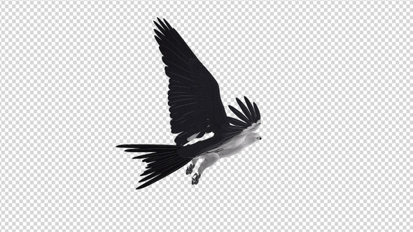 Swallowtail Kite - 4K Flying Loop - Back Angle alt