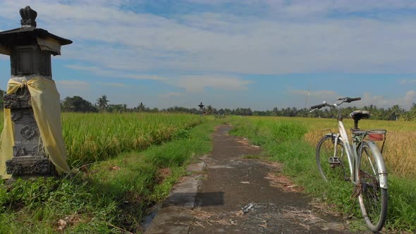 A Path in the Middle of a Big Rice Field