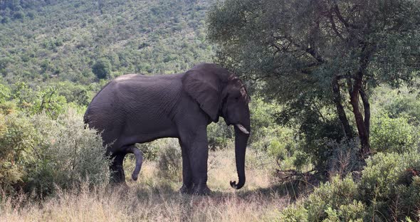 Elephant in Pilanesberg, South Africa wildlife safari.