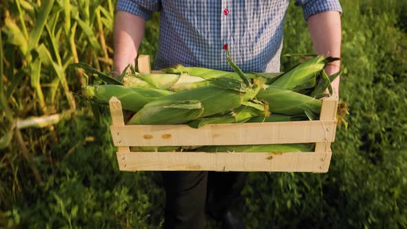 Top View of Farmer Carrying Box with Rich Harvest of Selected Ripe Corn