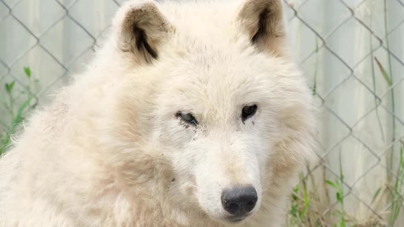 The old white wolf does not see with his eyes. Vision problems in animals.
