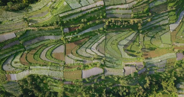 the vegetable plantation with dense of trees that planted with brocolli, cabbage, potatoes and green