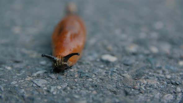 Slug Crawl On The Road