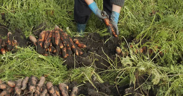 Female Hands Pluck Carrots In The Field And Shake The Ground