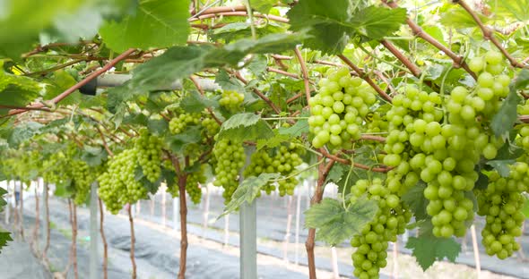 Green fresh grape in the farm